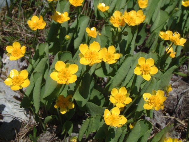 Ranunculus thora / Erba tora